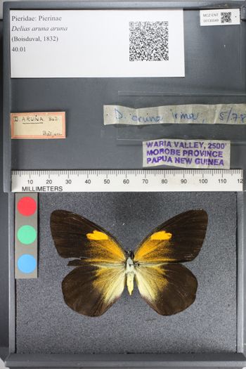 Media type: image;   Entomology 130549